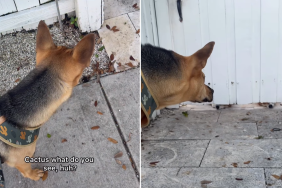 rescue puppy walk video