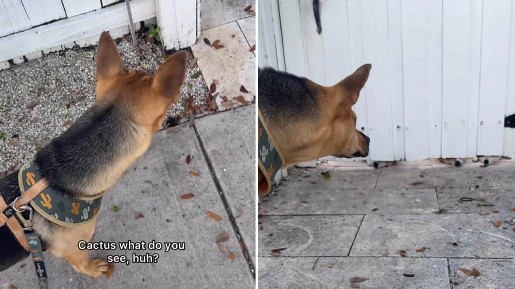 rescue puppy walk video