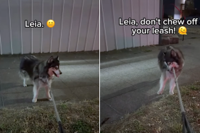 dog car video