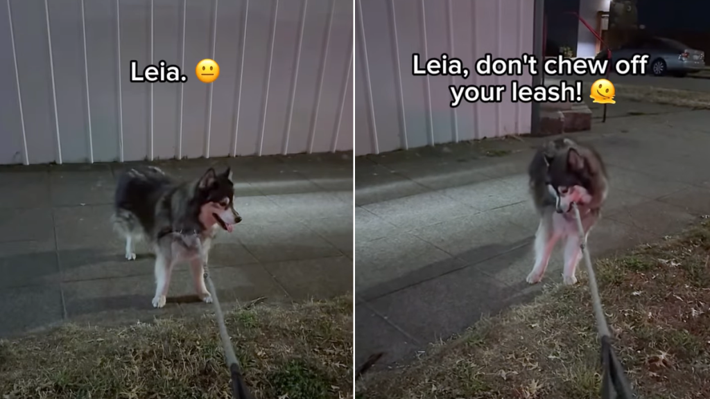 dog car video