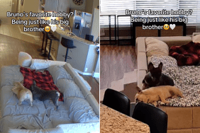 french bulldog brother video