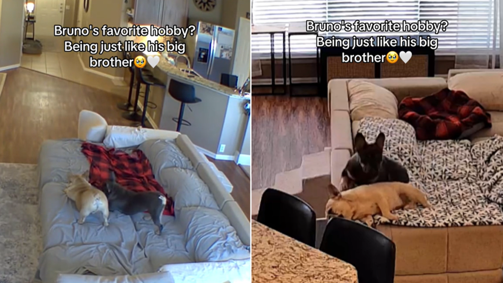 french bulldog brother video