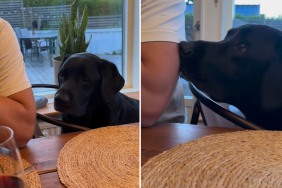 dog food video