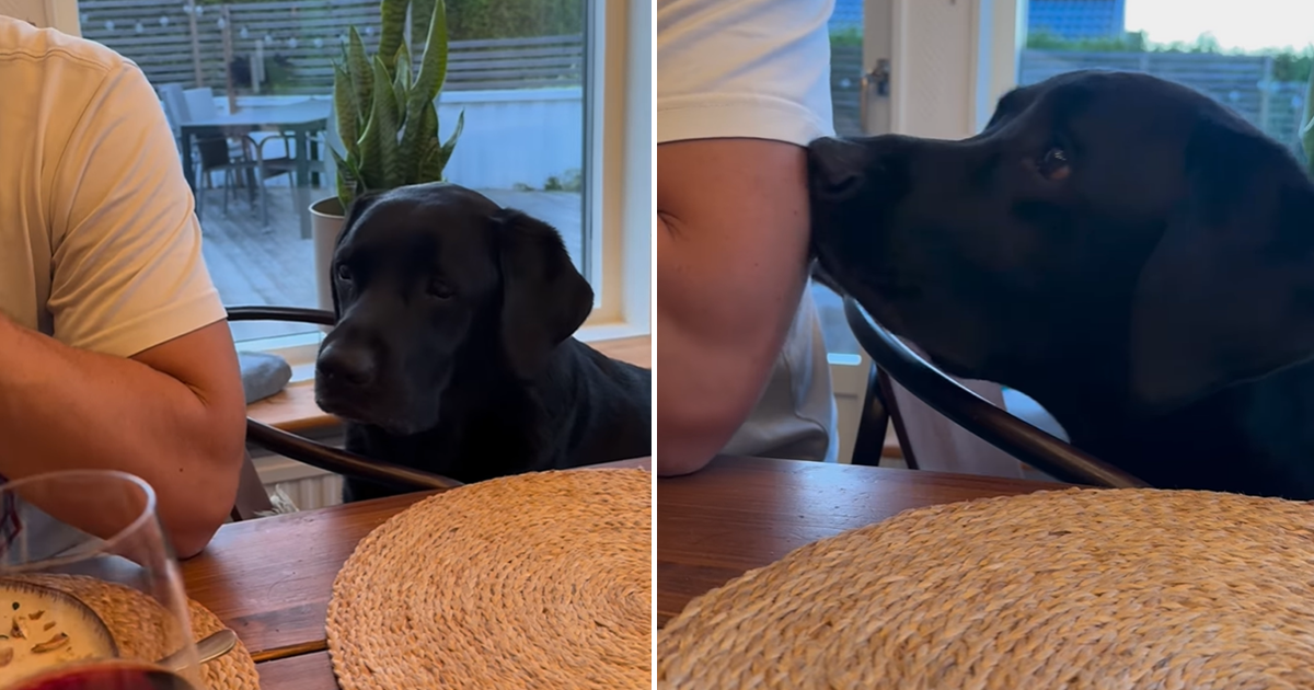 Video: Dog Begs for Food by Booping Continuously & It's Cute - DogTime