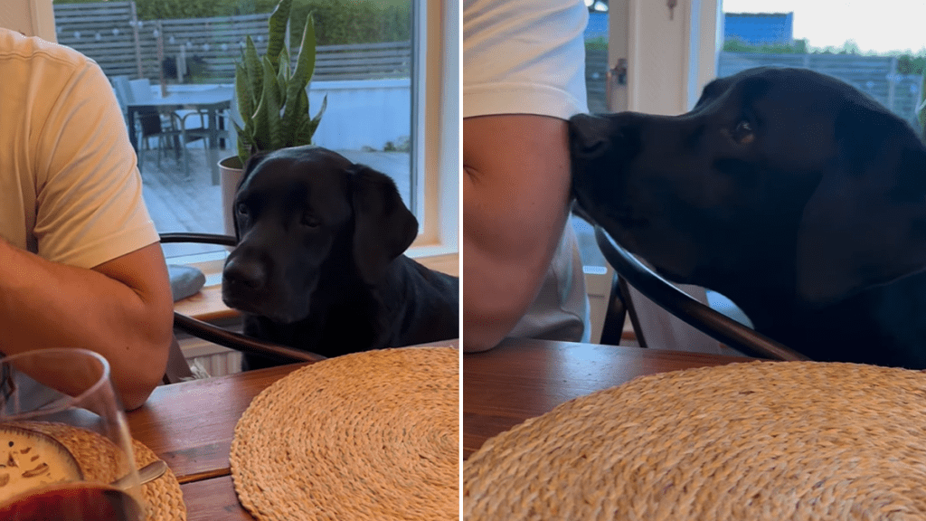 dog food video