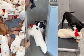 Donating toys at dog shelter.