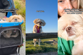 Video: Owner’s ‘Love Letter’ to Shih Tzu Strikes a Chord With Pet Parents