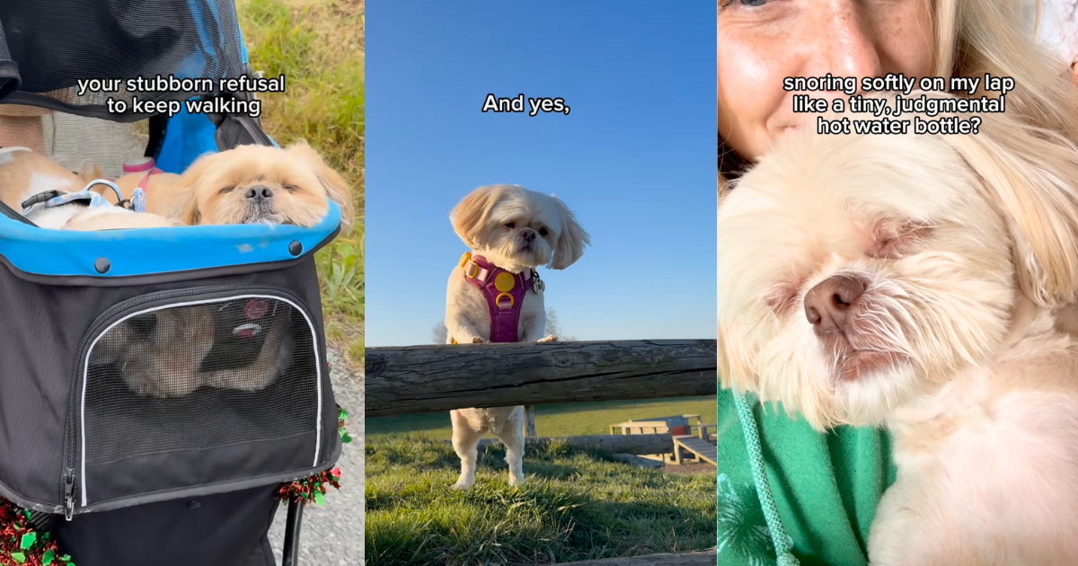 Video: Owner's 'Love Letter' to Shih Tzu Strikes a Chord With Pet Parents - DogTime