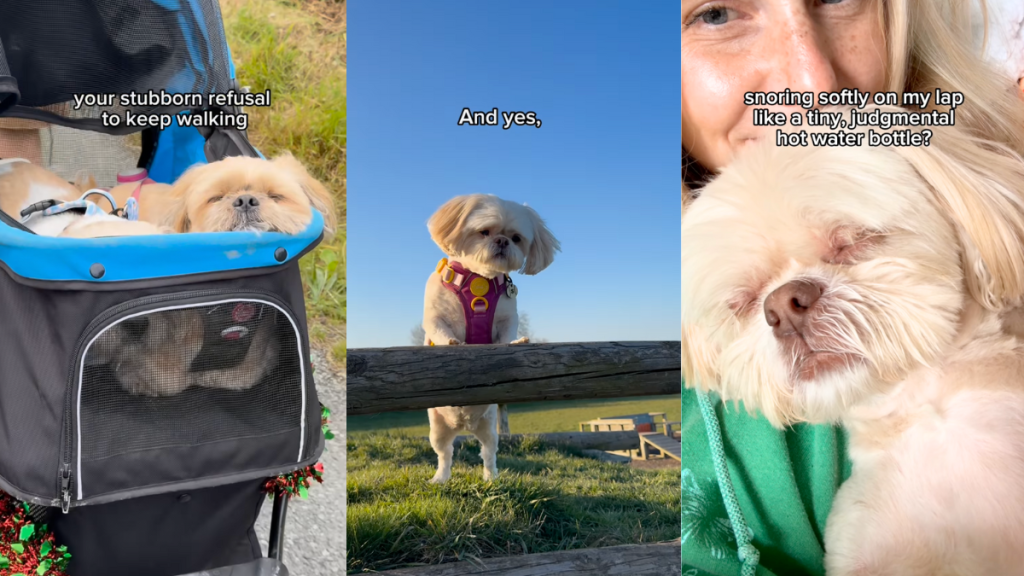 Video: Owner’s ‘Love Letter’ to Shih Tzu Strikes a Chord With Pet Parents