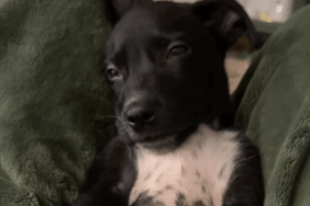 Rescue puppy video