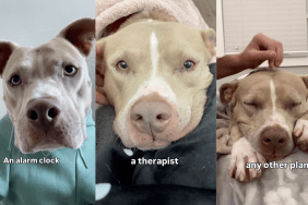 Pit Bull Smuckers