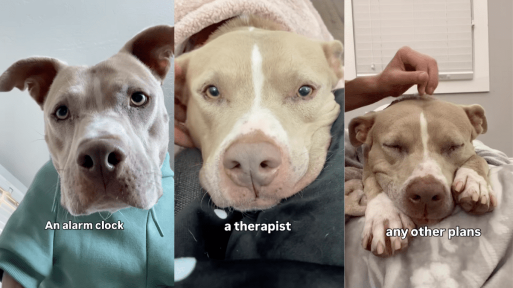 Pit Bull Smuckers