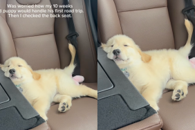 Golden Retriever puppy naps through his first car ride.
