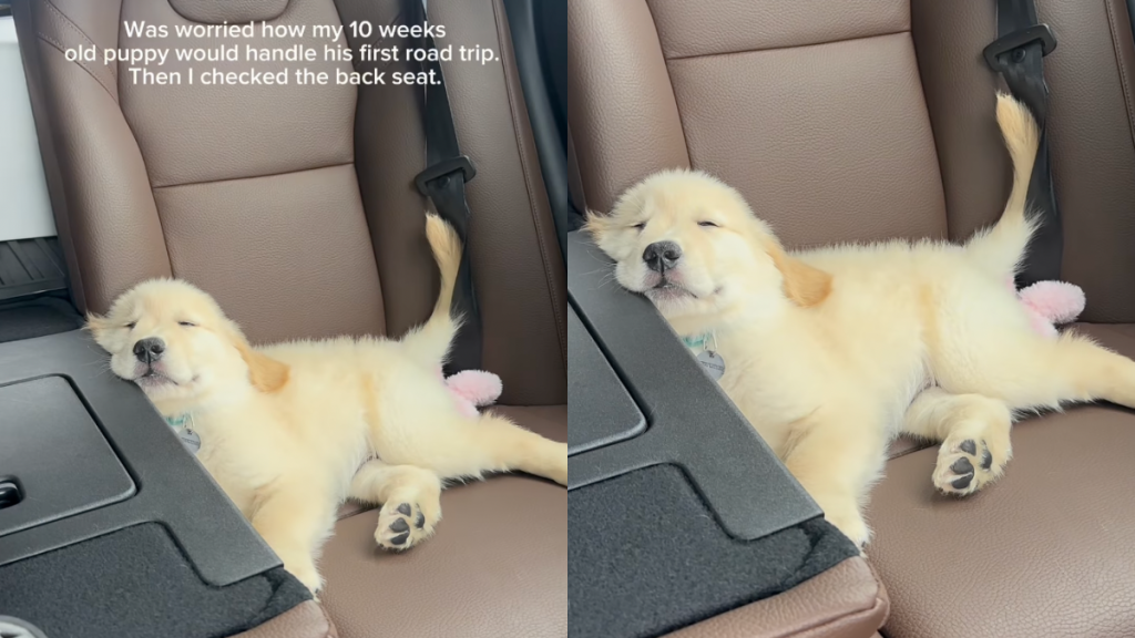 Golden Retriever puppy naps through his first car ride.