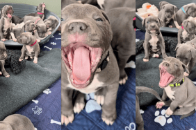 Staffy puppies yawning.
