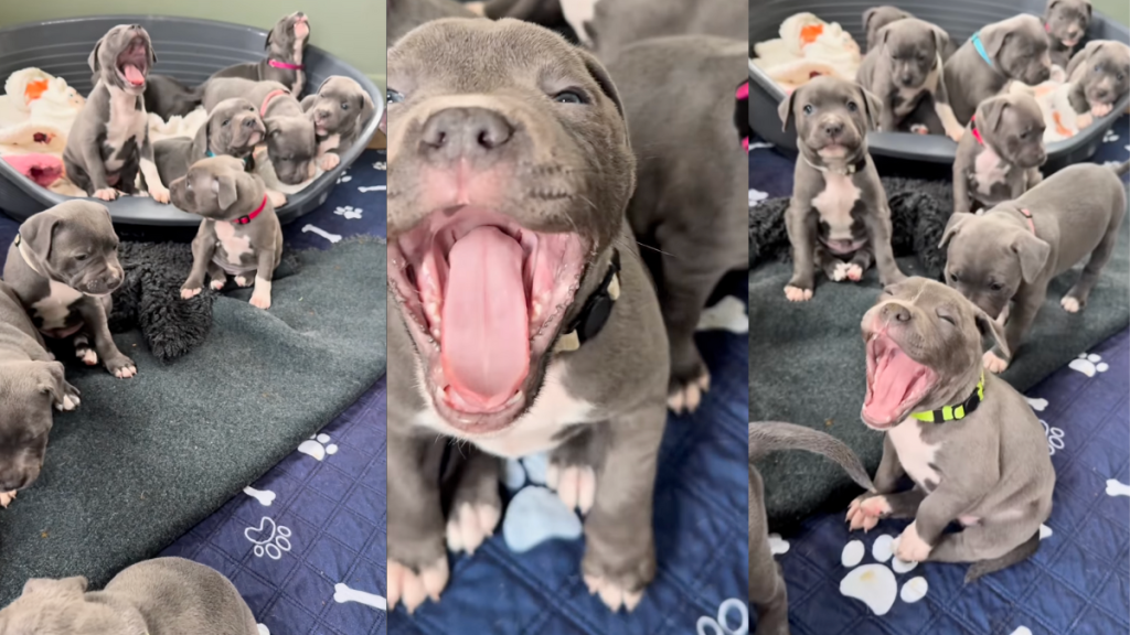 Staffy puppies yawning.