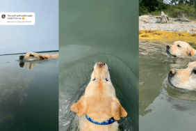 Labrador sisters swimming in lake.