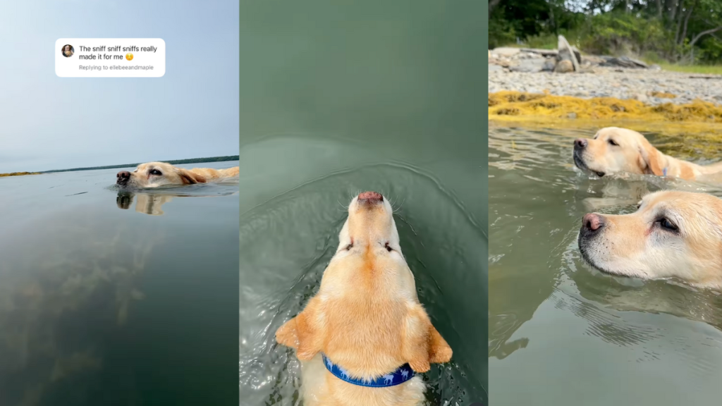 Labrador sisters swimming in lake.