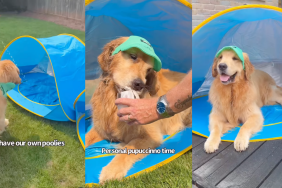 Golden Retriever siblings cooling off.