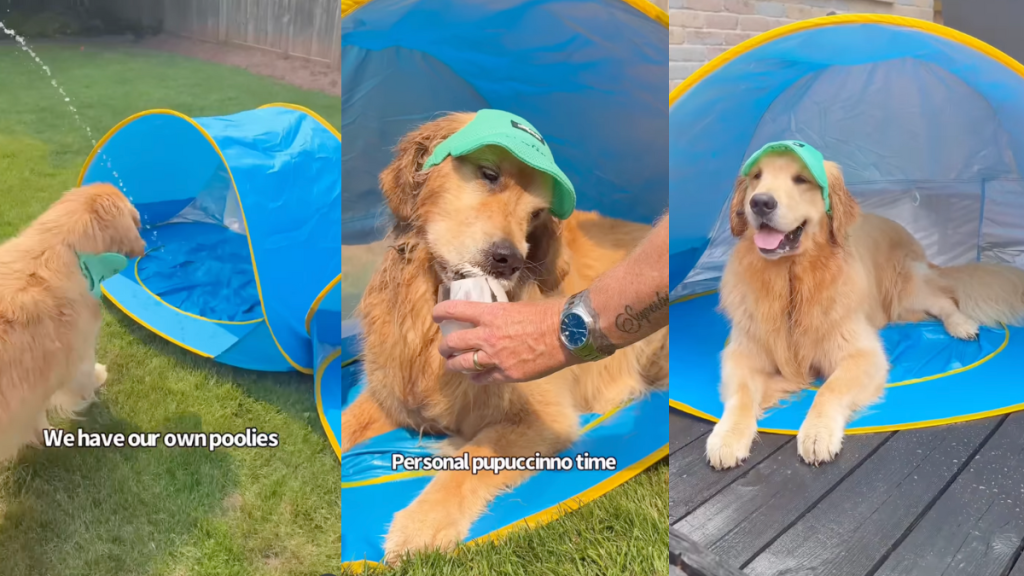 Golden Retriever siblings cooling off.