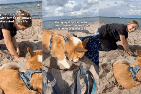 Dog and owner digging at beach.