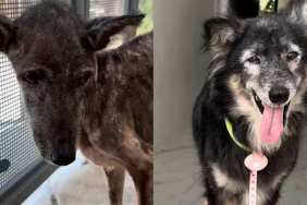 Rescue dog transformation video