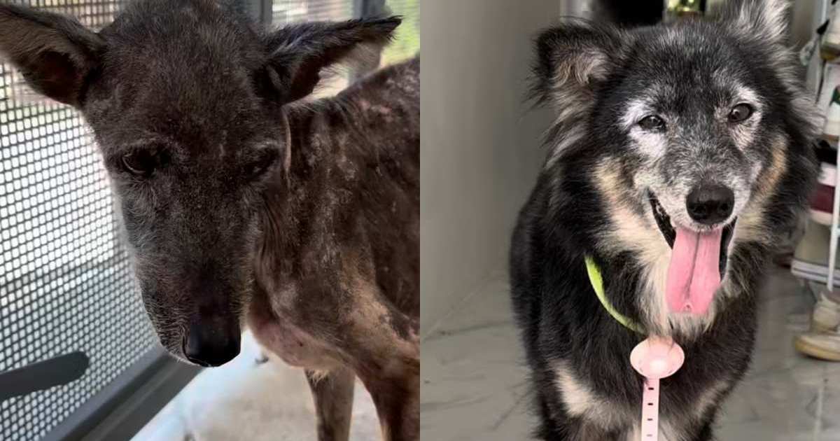 ‘Fighter’ Rescue Dog’s ‘Remarkable Transformation’ Video Says a Lot