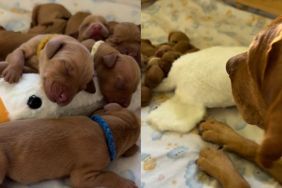 puppies sleeping video