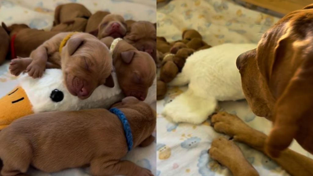 puppies sleeping video