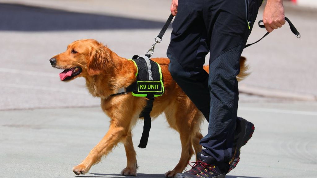 Video: Canine Police Unit Walking at the Parade Has the Internet Saying: 'Cuties on Duties'