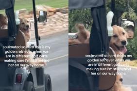 Golden Retriever video