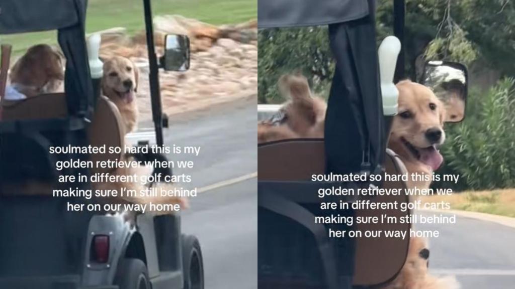Golden Retriever video