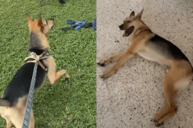 rescue puppy video