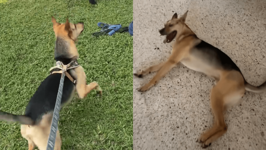 rescue puppy video