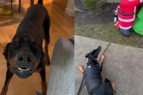 dog scared things video