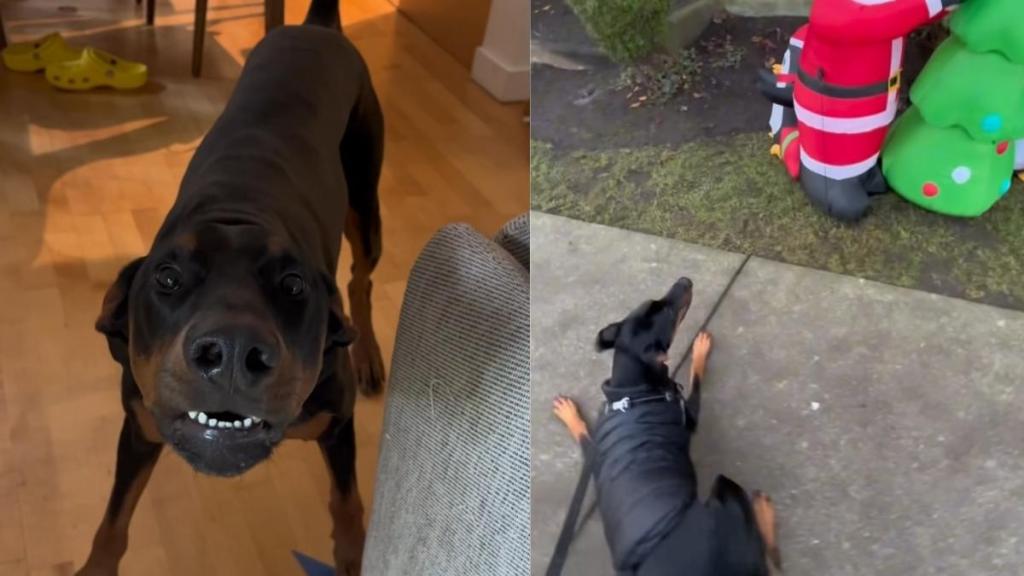 dog scared things video