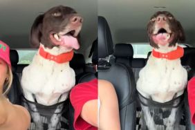 dog clap video