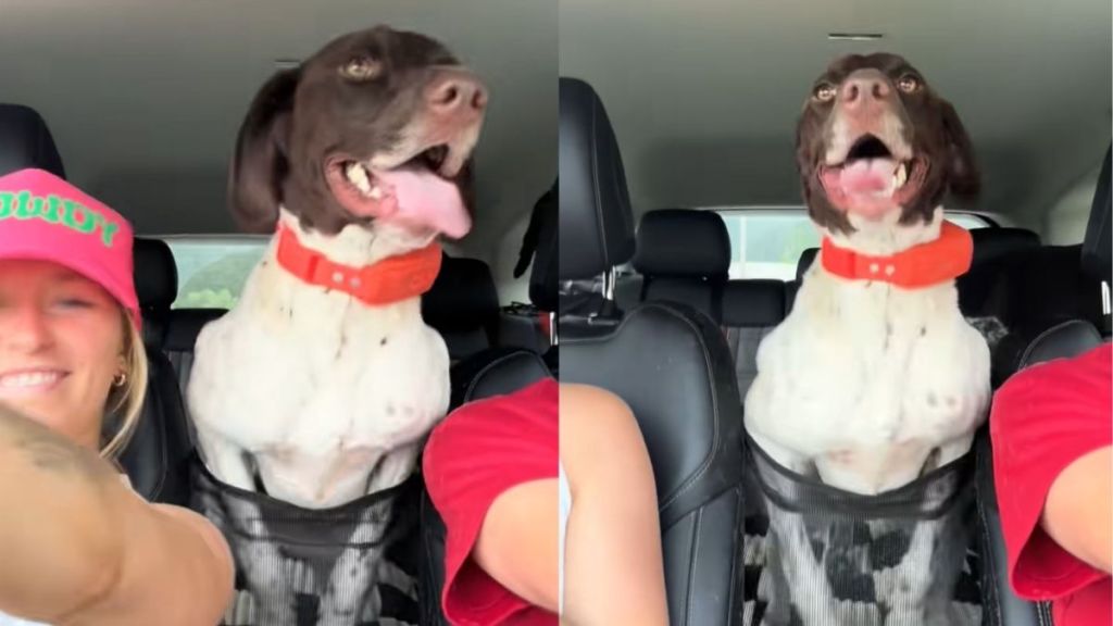 dog clap video