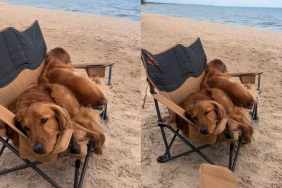 Golden Retrievers beach video