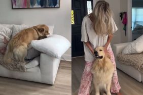 Golden Retriever video