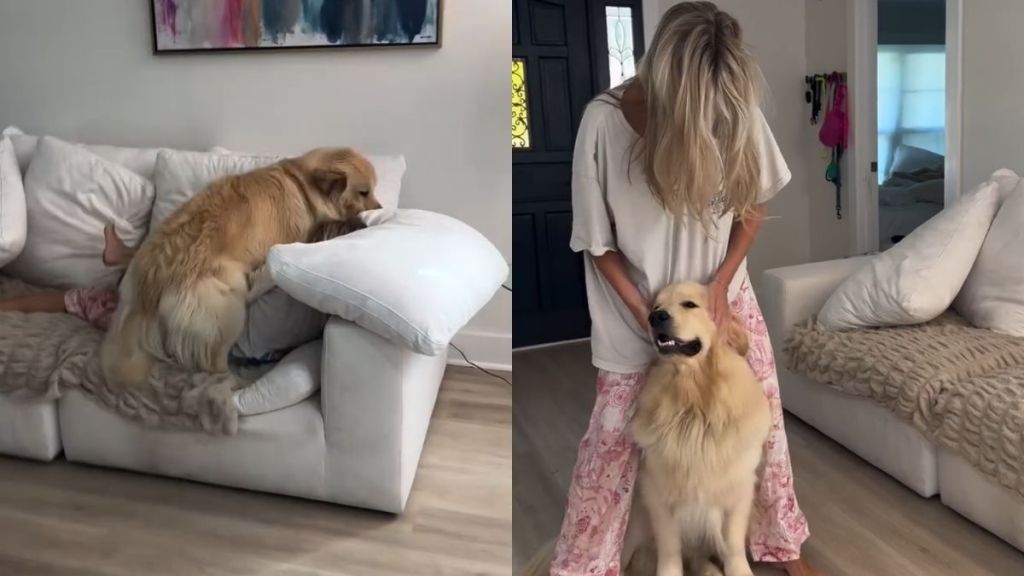 Golden Retriever video