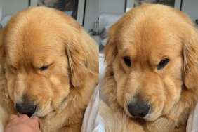 Golden Retriever owner video