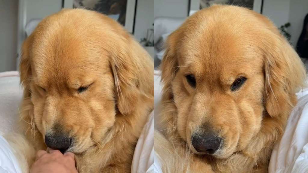 Golden Retriever owner video