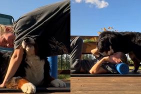 Bernese Mountain yoga video