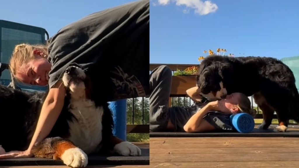 Bernese Mountain yoga video