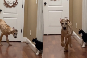 puppy escape cat video