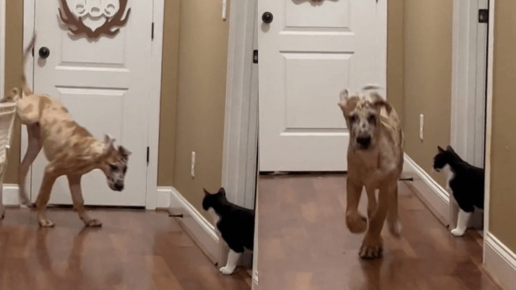 puppy escape cat video