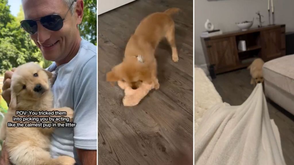 Video: Puppy Tricks Owners Into Picking Him By Staying Calm & Shows True Colors Later