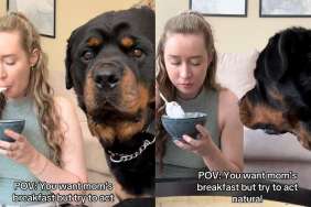 Rottweiler breakfast video