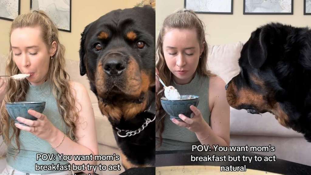 Rottweiler breakfast video